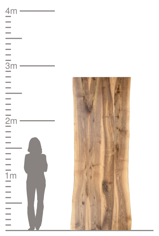 Große Massivholzplatte mit Naturkante im Größenvergleich zu einer Person.