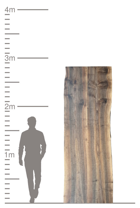 Massive Holzbohle mit Naturkante und Maßstab für Größenvergleich.