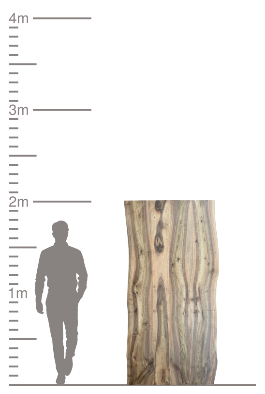 Größenvergleich einer massiven Holzplatte mit einer menschlichen Silhouette.