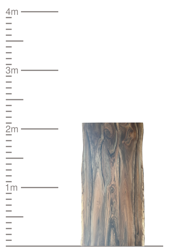 Massive Holzplatte mit Naturkante neben einer 4-Meter-Messskala.