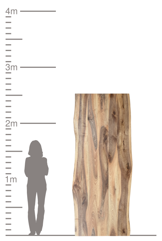 Massive Holzplatte im Größenvergleich mit Person und Skala.