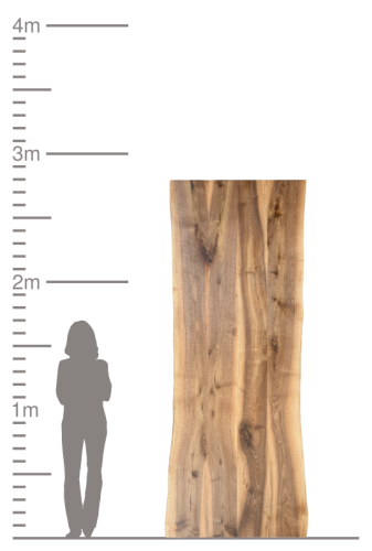 Große Massivholzplatte mit Naturkante im Größenvergleich zu einer Person.