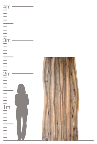 Holzplatte mit Baumkante im Größenvergleich zu einer Person.
