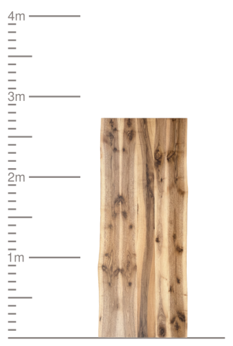 Massive Holzbohle mit Naturkante neben einer Meter-Skala.