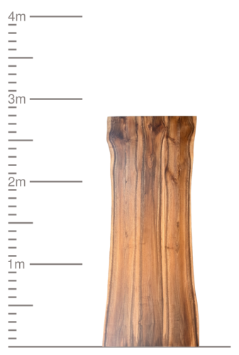 Massive Massivholzplatte neben einer Skala bis vier Meter.