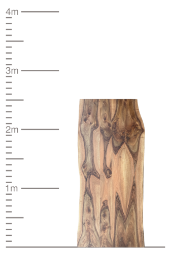 Vertikale Holzbohle aus Massivholz neben einer 4-Meter-Skala.