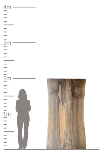 Massivholzplatte mit Höhenskala und Personensilhouette zum Größenvergleich.