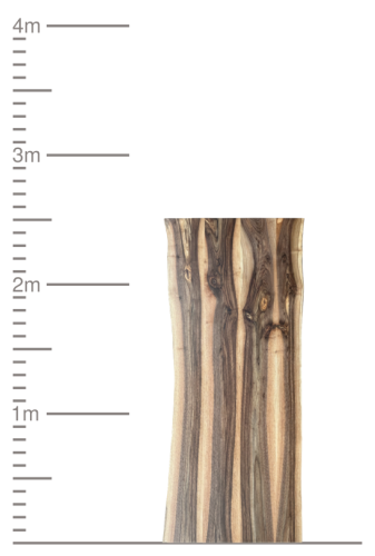 Baumkante-Holzbohle neben einer 4-Meter-Messskala auf weißem Hintergrund.